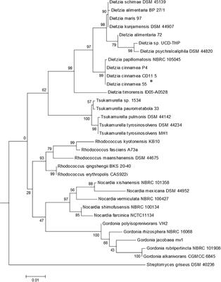 Inoculation With a Microbe Isolated From the Negev Desert Enhances Corn Growth